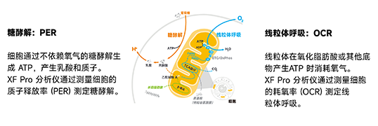 XF技術(shù)工作原理