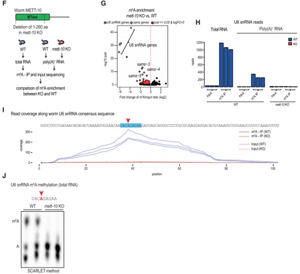 x(chng) METT-10  U6 snRNA  SAM ϳø mRNA  m6A (xi)