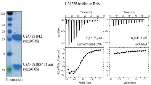  m6A׻ֹ˱U2AF35(du)λc(din)R(sh)e